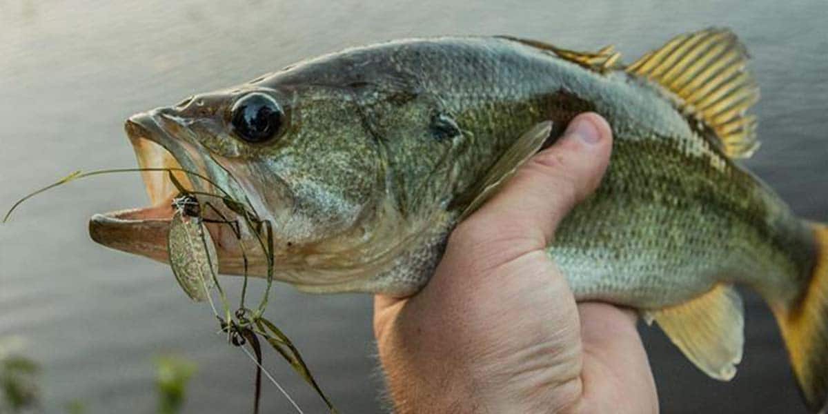 How to Fish a Rooster Tail for Bass?
